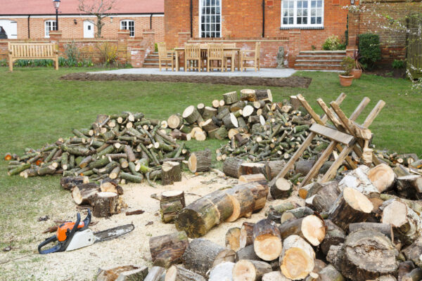 Chainsaw and saw horse with freshly cut pile of firewood in an English garden setting